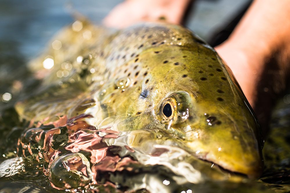 Bighorn Fly Fishing Experience